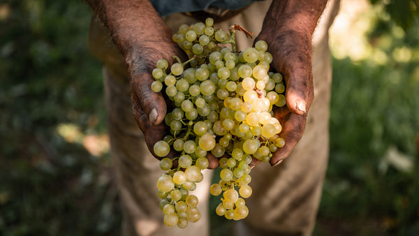 Weintrauben in den Händen. Die Perlen Italiens.